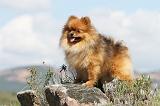 SPITZ ALLEMAND 289